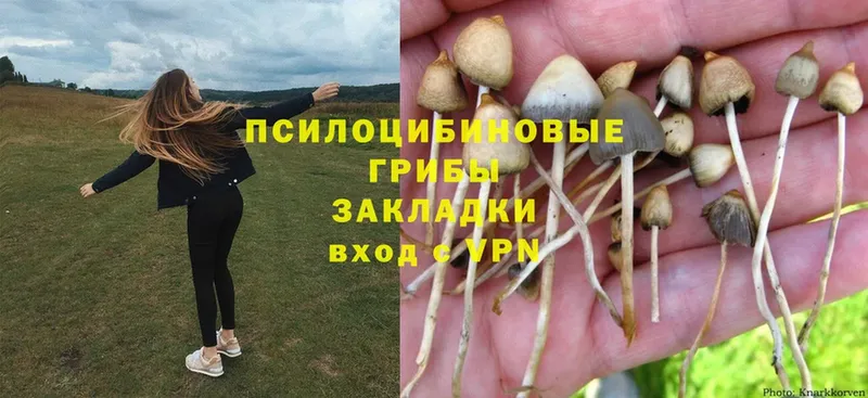 купить закладку  Арсеньев  Галлюциногенные грибы MAGIC MUSHROOMS 